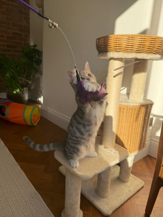 Cat Feather Wand Toy, Interactive Enrichment Teaser with Natural Feathers