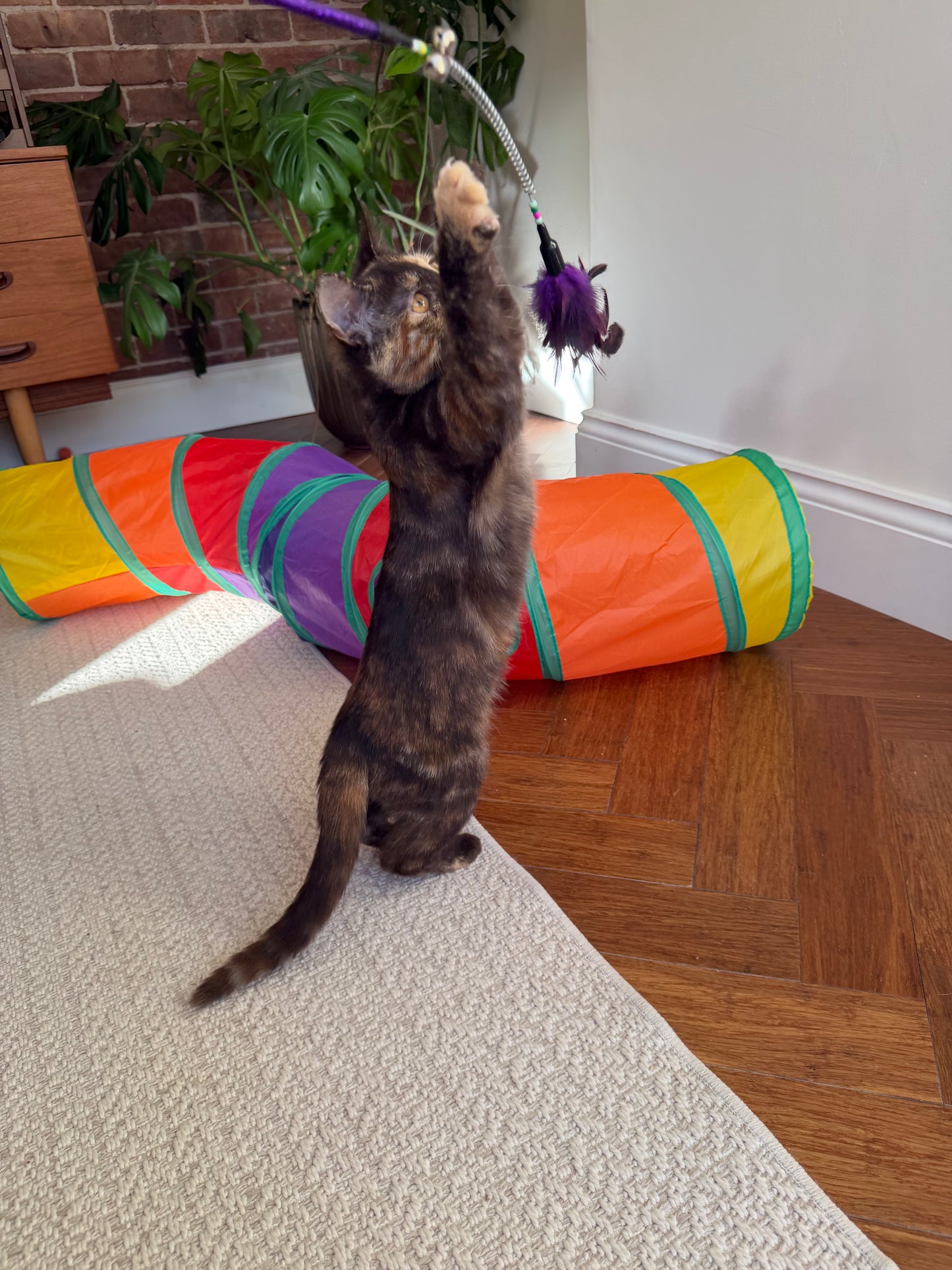 Cat Feather Wand Toy, Interactive Enrichment Teaser with Natural Feathers
