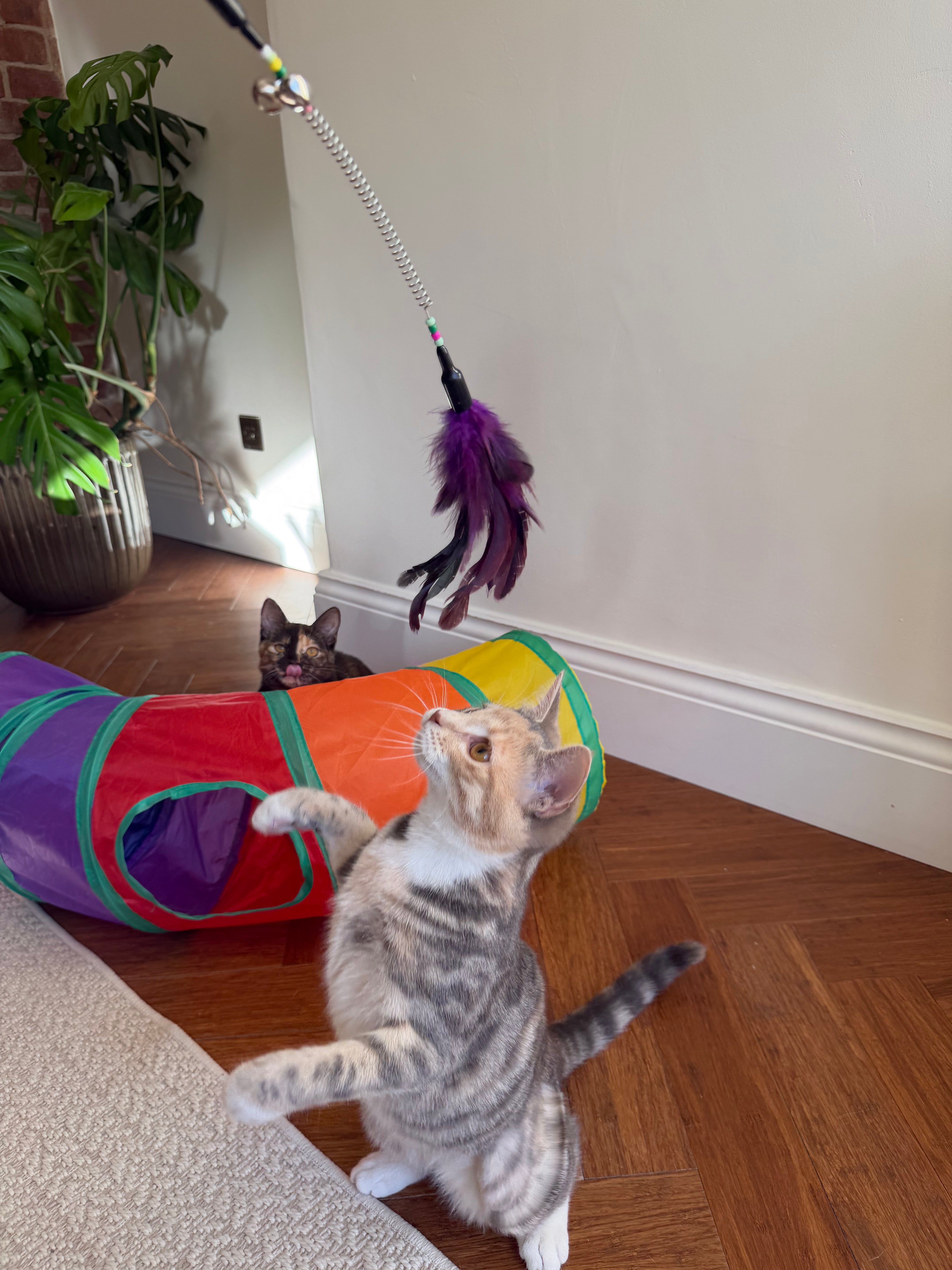Tabby kitten jumping at a feather teaser wand over a rainbow cat tunnel indoors