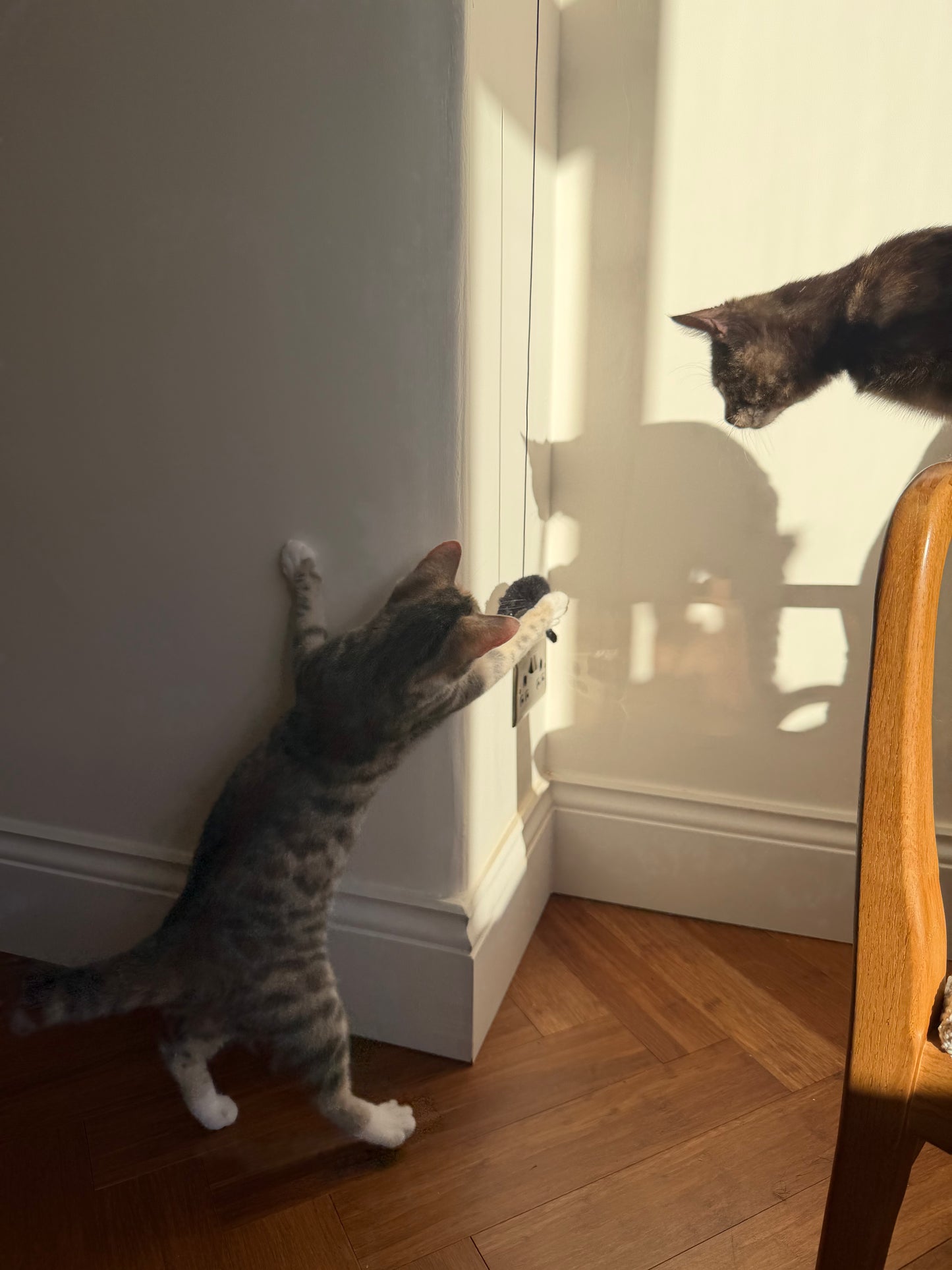 Cat Door Toy (2-Pack), Bouncing Boredom Buster for Indoor Cats