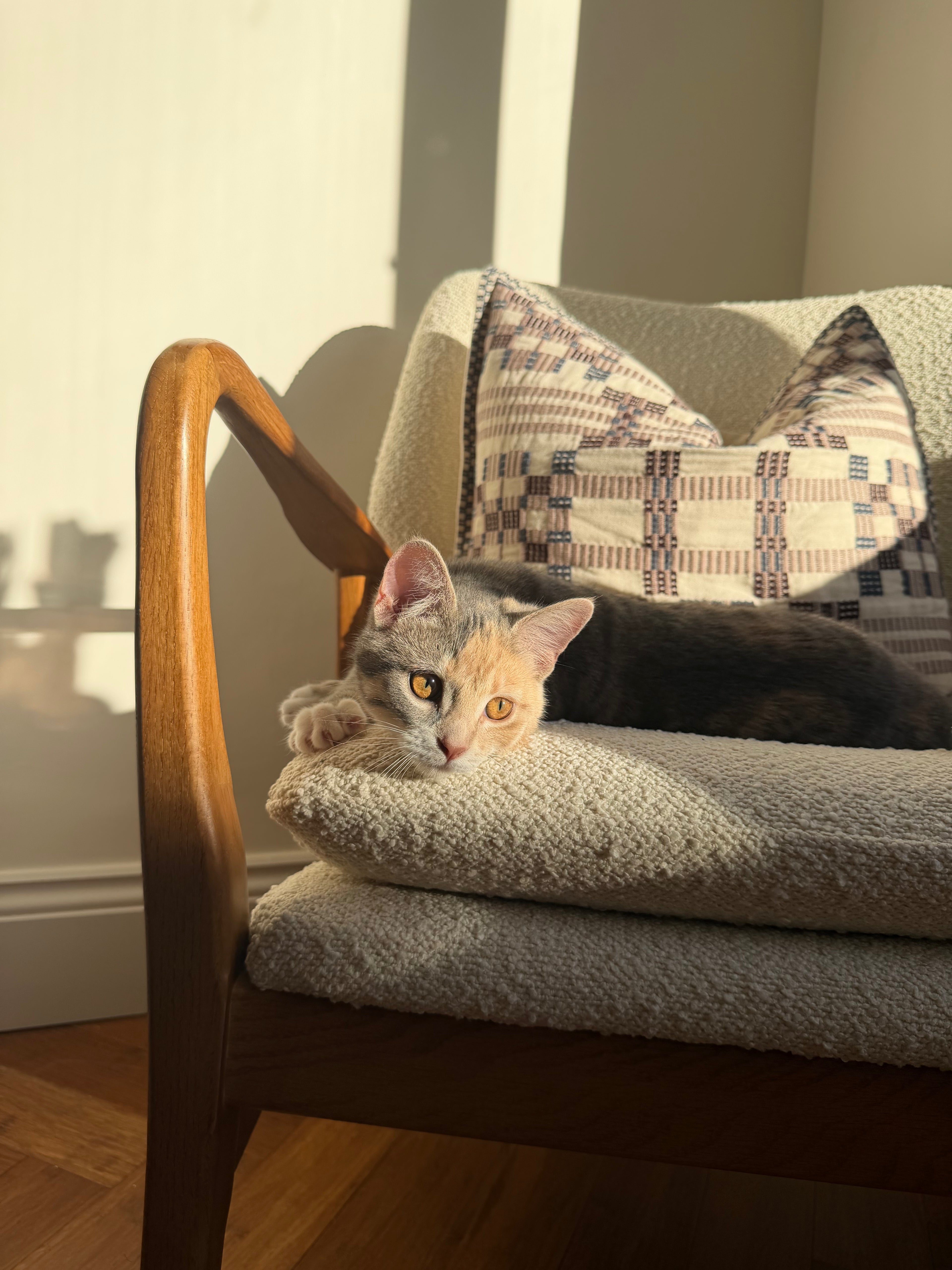 Cat lying on a cushioned chair with patterned pillows in a sunlit room.